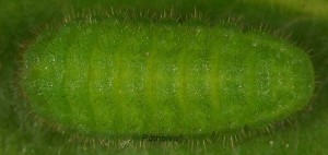Callophrys avis