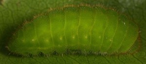 Callophrys avis