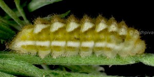 Callophrys rubi