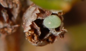 Callophrys rubi o