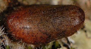 Callophrys rubi p 1