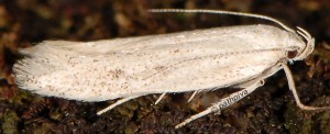 Caulastrocecis gypsella 1