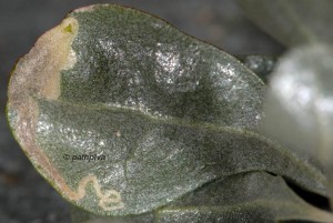 Chrysoesthia atriplicella m 2