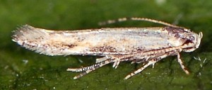 Coccidiphila danilevskyi 4
