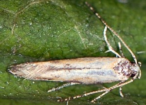 Coccidiphila danilevskyi 5
