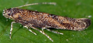 Coccidiphila gerasimovi 4