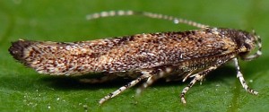 Coccidiphila gerasimovi 5