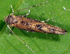 Coccidiphila gerasimovi 6