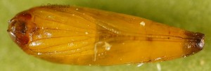 Coccidiphila gerasimovi