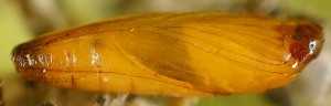 Coccidiphila gerasimovi