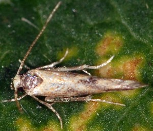 Coccidiphila ledereriella 2