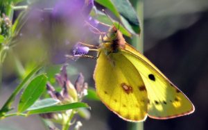 Colias-hyale-38-2