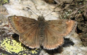Erynnis tages 5