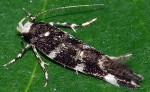 Eteobalea beata (I)