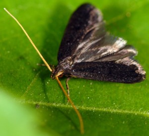 Lecithocera nigrana 2