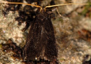 Lecithocera nigrana 3