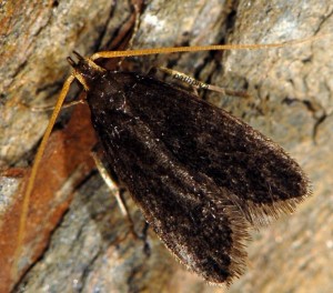 Lecithocera nigrana 5