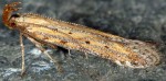 Metzneria paucipunctella (I)