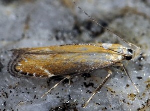 Monochroa cytisella 2