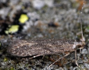 Monochroa hornigi 2