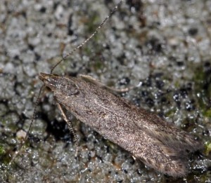 Monochroa hornigi 3