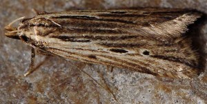 Monochroa palustrellus 1