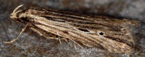 Monochroa palustrellus 2