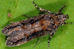 Neotelphusa huemeri (I, L5, P)