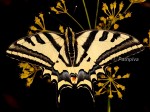 Papilio alexanor (I, O, L1, L2, L3, L4, L5, P)