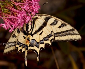 Papilio alexanor