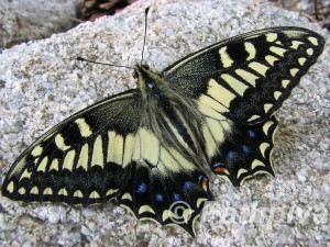 Papilio hospiton 1