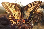 Papilio machaon (I, O, L3, L5, P)