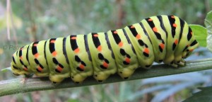 Papilio machaon L5 1