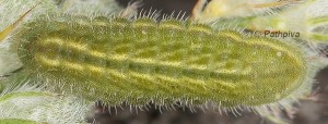 Polyommatus damon