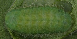 Polyommatus dorylas L5 1