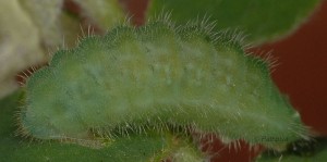 Polyommatus dorylas L5 3