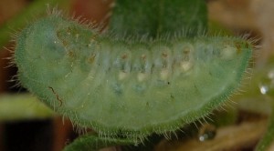 Polyommatus dorylas L5 4