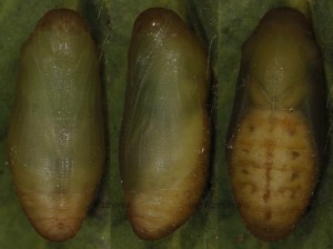 Polyommatus dorylas p