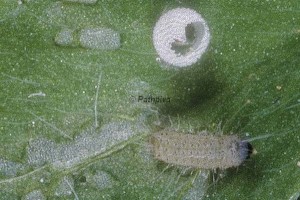Polyommatus icarus L1