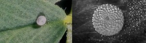 Polyommatus icarus o