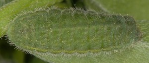 Polyommatus thersites L5 1