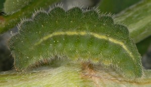 Polyommatus thersites L5 3