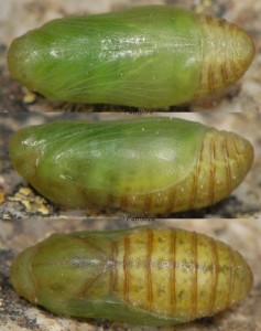 Polyommatus thersites p