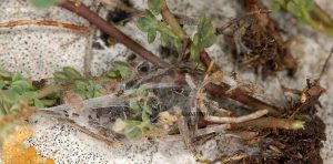 Scythris-binotiferella-nid-larvaire-06-1