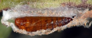 Scythris dorycniella p 2