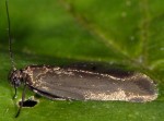 Scythris lampyrella (I)