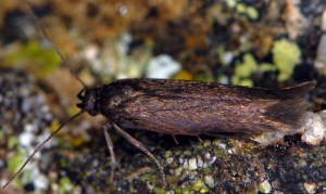 Scythris picaepennis 1