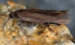 Scythris picaepennis (I, G)