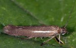 Scythris scorpionella (I, G)