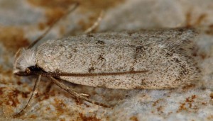Symmoca oenophila 4